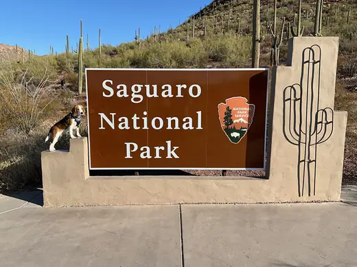 Saguaro