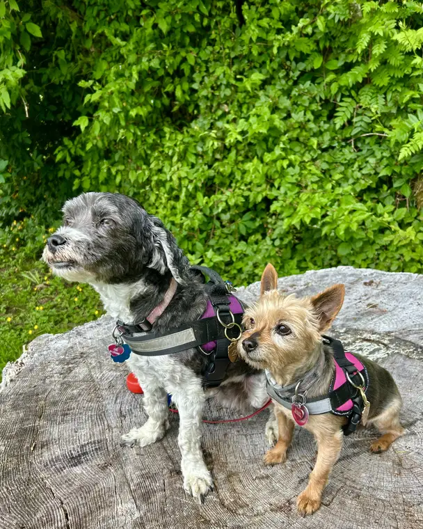 Coal and Daisy