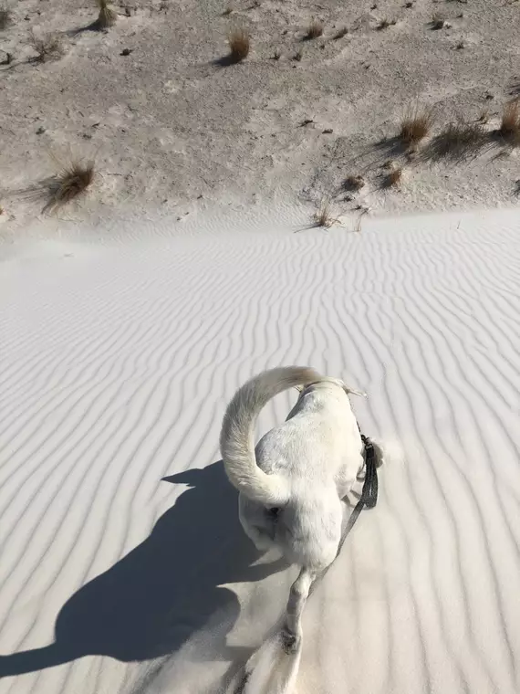 Walking Down a Dune