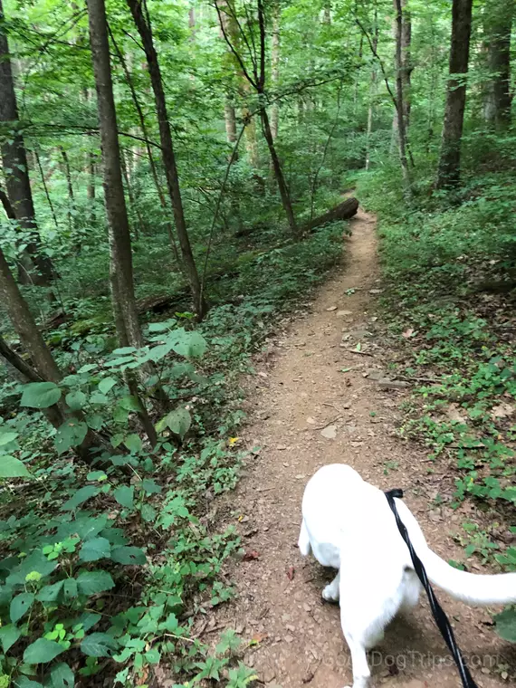 Shenandoah on the Trail