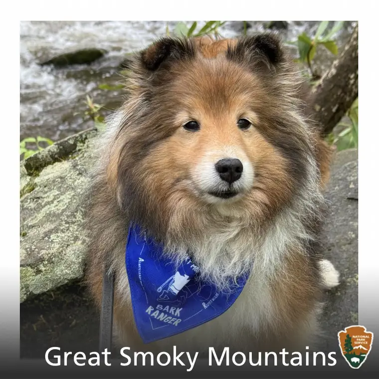 Laddie at Great Smoky Mountains National Park