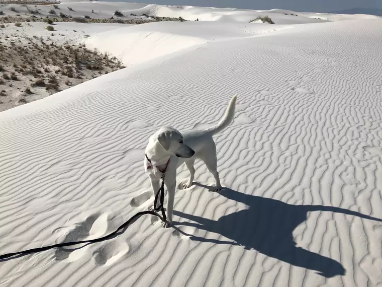 On the Dunes #2