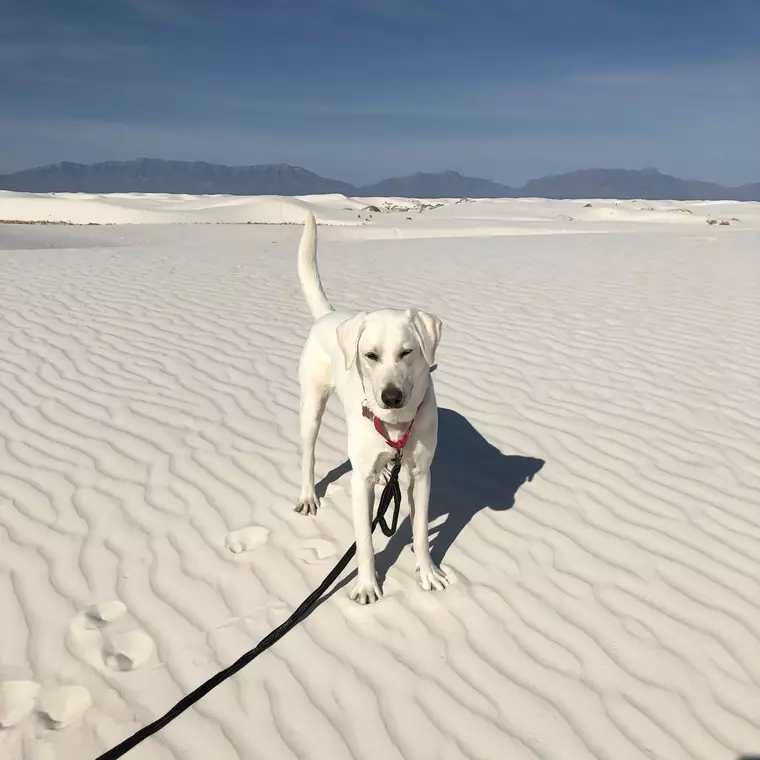 On the Dunes #1