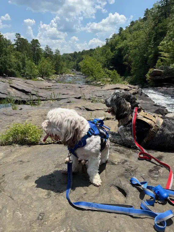 Rowan & Oakley #3